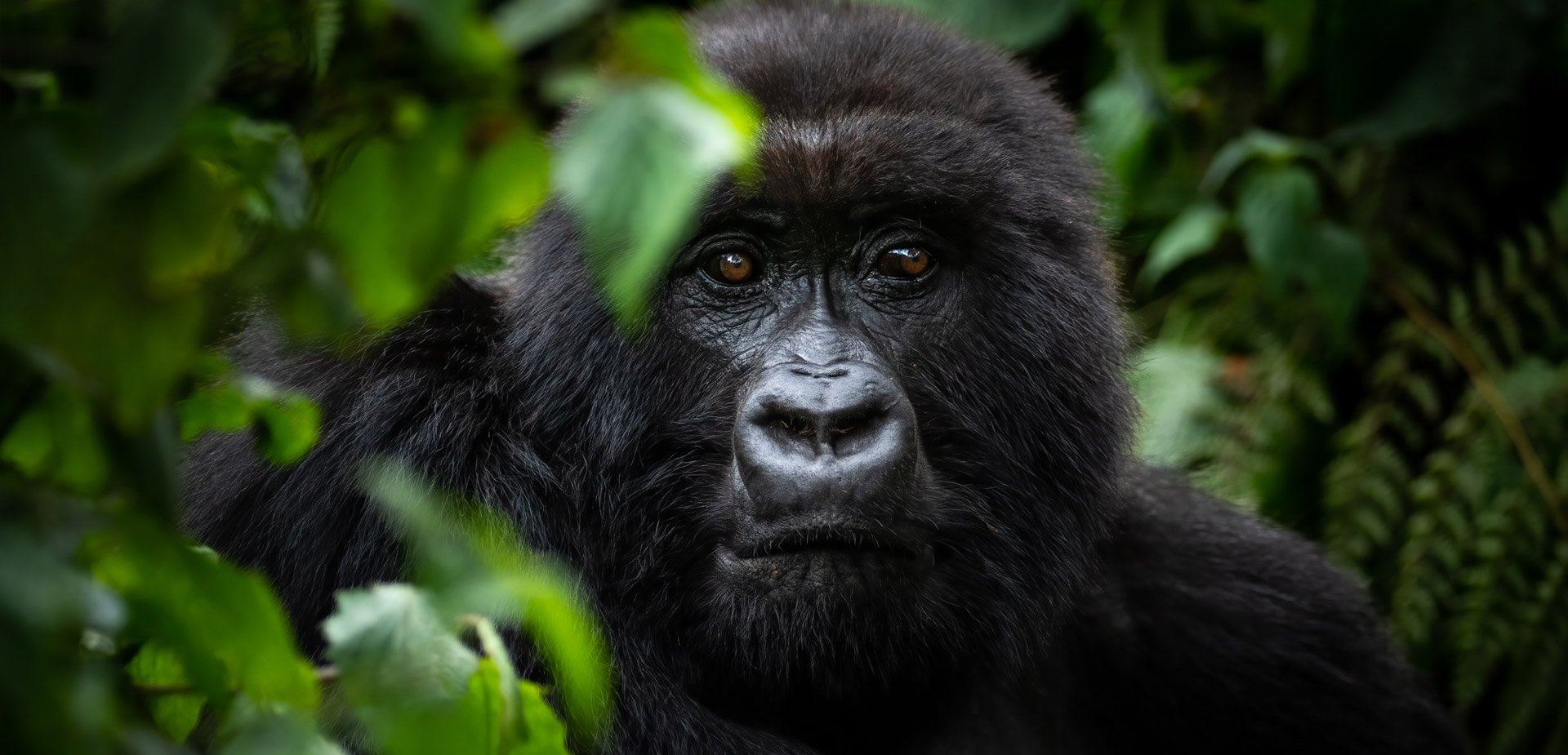 Rwanda – Sarah James Travel